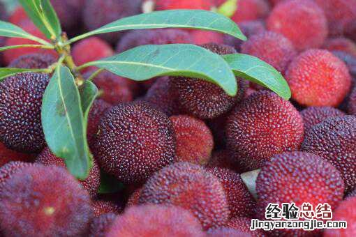 杨梅怎么洗才能洗干净虫子 杨梅怎么洗才能把虫子洗出来