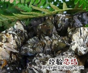 干巴菌的功效与作用及食用方法 干巴菌的功效与作用