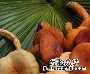 奶浆菌的功效与作用 奶浆菌的功效与作用是什么