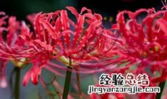 红花石蒜养护 红花石蒜养护方法