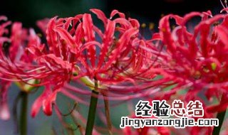 红花石蒜养护 红花石蒜养护方法