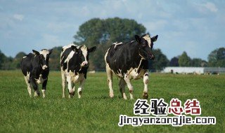 养牛知识 这些小常识你知道几个