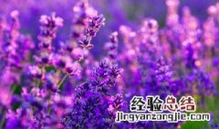 薰衣草的四个传说 传说薰衣草有四片叶子