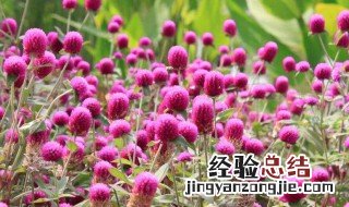 千日红的故事 千日红的传说