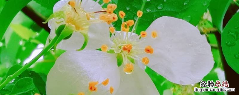 花的沐浴绿色的浴巾是什么 洗澡用的沐浴花