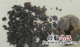 麝香的功效与作用吃法 麝香的功效与作用及禁忌的功效与作用