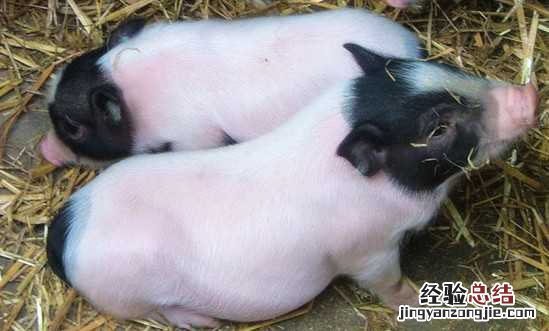 湖南石门“巴马香猪”实施放养模式 香猪养殖技术 巴马香猪养殖
