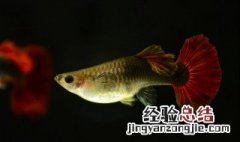 好养的淡水观赏鱼有哪些 好养的淡水观赏鱼
