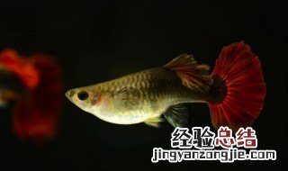 好养的淡水观赏鱼有哪些 好养的淡水观赏鱼