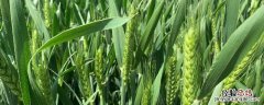冬季麦田除草什么温度适宜，麦田除草是年前好还是年后好
