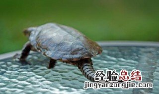 鹰嘴平胸龟可以养多大 平胸鹰嘴龟人工饲养方法