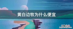黄白色边牧是不是贵点 黄白边牧为什么便宜