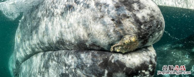 泰国三鲸岩百度百科 泰国三鲸岩是怎样形成的