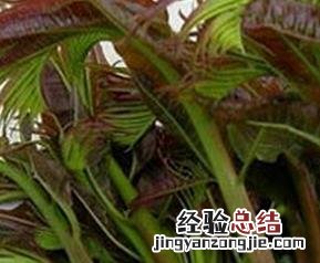 香椿芽的营养价值与功效 香椿芽的营养价值与功效与禁忌