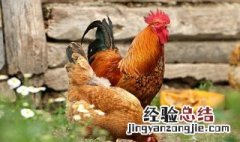 散养土鸡200只需多大面积 200平方可以散养土鸡多少只