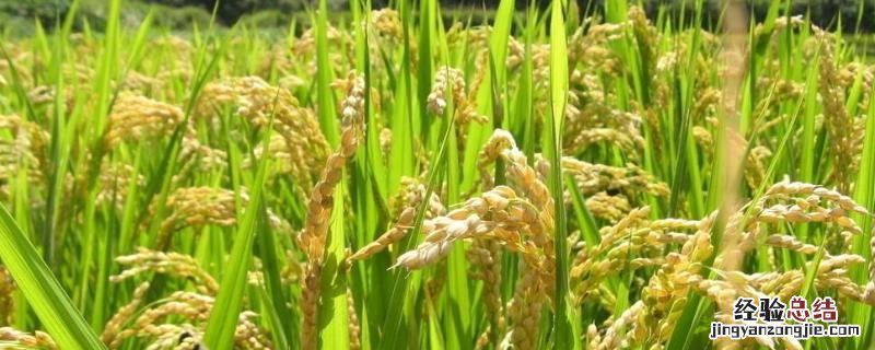 旱稻一亩收多少斤谷子 旱稻一亩收多少斤，附种植技术