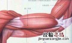 手臂肌肉名称 关于手臂肌肉名称
