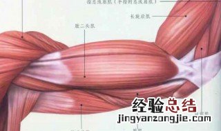 手臂肌肉名称 关于手臂肌肉名称