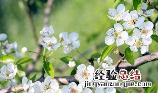 梨花春梨花王 梨花之梨王传奇