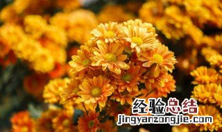 菊花的传说 菊花的传说简短