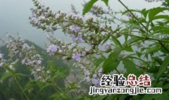 葶苈的传说 葶苈的含义