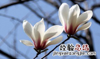 赞美木兰花的古诗 关于赞美木兰花的诗句有哪些