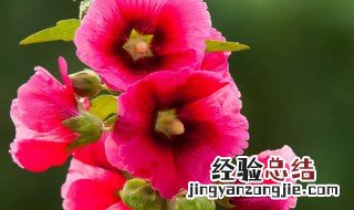 蜀葵花是什么花 蜀葵花的传说