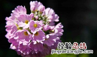 搜索关于樱花的传说 樱花草的传说故事
