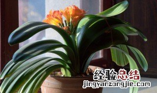 君子兰刚换盆能浇水吗 君子兰重新上盆后怎样养护