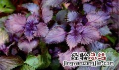 紫苏什么季节采收药效最好 紫苏什么季节采收