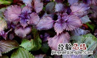 紫苏成熟季节 紫苏哪个季节有