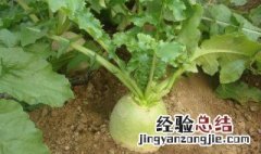 萝卜是什么季节长的蔬菜 萝卜是什么季节长的