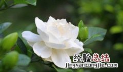 栀子花长在什么季节 栀子花生长在什么季节