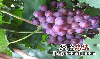 葡萄是什么季节长 葡萄是哪个季节长的