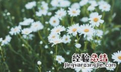 小雏菊哪个季节开的 小雏菊哪个季节开
