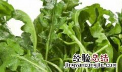 什么季节荠菜好吃 什么季节荠菜好吃