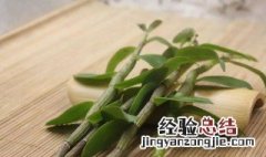 怎样食用石斛 食用石斛方法介绍