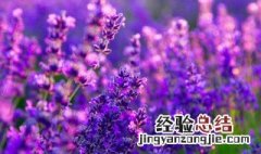 圣诞送女朋友花祝福语 圣诞节送花祝福语汇总