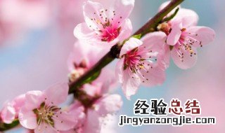 桃花酒和桃花酿的区别 桃花酿酒好喝吗
