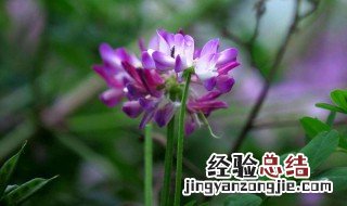 紫云英的功效与作用及食用方法 紫云英的功效与作用