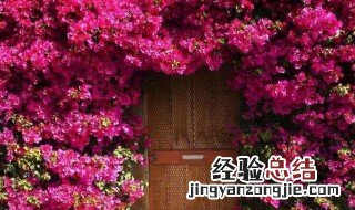 三角梅的传说 三角梅的传说长话短说