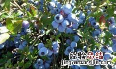 成都市蓝莓基地在什么地方 成都蓝莓什么季节成熟