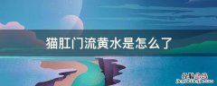 猫肛门流黄水是怎么了 猫肛门流黄水是怎么了,酸味