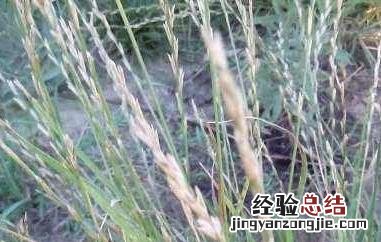 茅草叶煮粥的功效与作用 茅草叶煮粥的功效与作用与禁忌