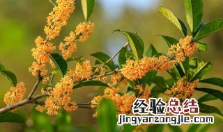 新鲜的桂花可以做什么好吃的 新鲜的桂花可以做什么