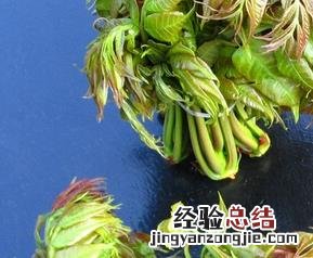 香椿的食用禁忌 香椿的吃法与禁忌