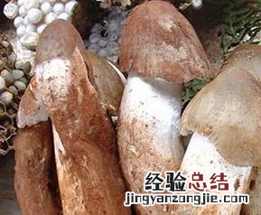 黑皮鸡枞菌的功效与作用 鸡枞菌的功效与作用