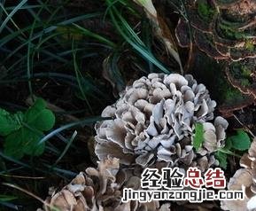 灰树花的功效与作用禁忌 灰树花的功效与作用