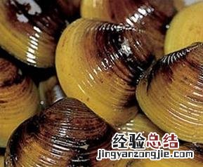 河蚬有什么功效 河蚬的功效与作用