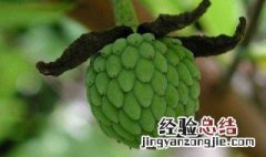 番荔枝怎样才算成熟 番荔枝如何判断生熟